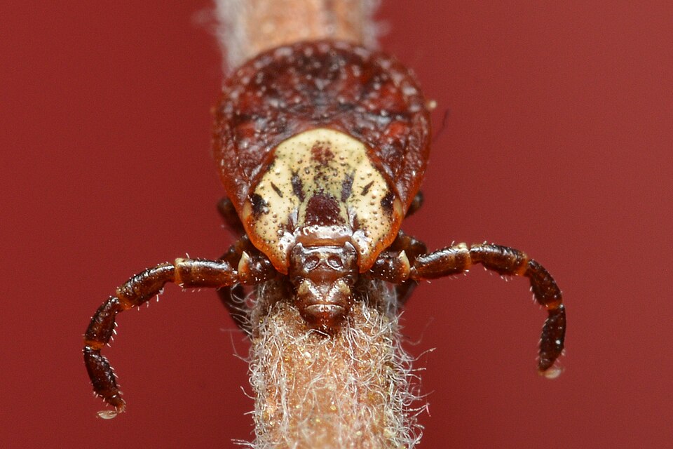 American dog tick