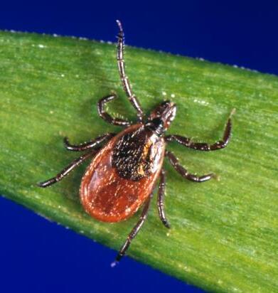 Blacklegged tick