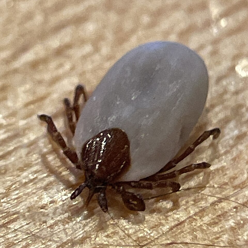 Groundhog tick